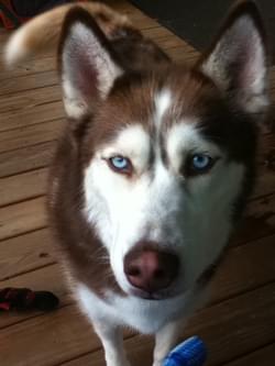 One of our many dogs